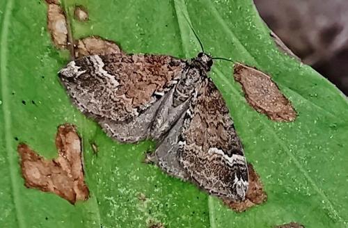 Réf. 334 267 : Perizoma lugdunaria